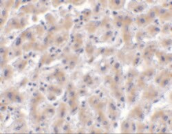 HTRA2 Polyclonal Antibody, Invitrogen 100 &mu;g; Unconjugated:Antibodies