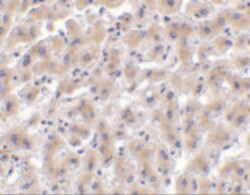 HTRA2 Polyclonal Antibody, Invitrogen&trade; 100 &mu;g; Unconjugated 