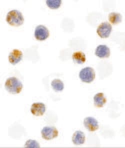 Invitrogen AID Polyclonal Antibody 100 &mu;g; Unconjugated:Antibodies,