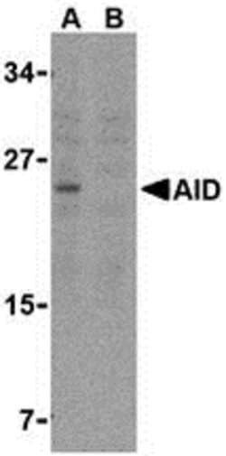 Invitrogen AID Polyclonal Antibody 100 &mu;g; Unconjugated:Antibodies,