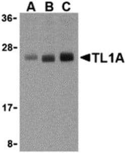Invitrogen TL1A Polyclonal Antibody 100 &mu;g; Unconjugated:Antibodies,