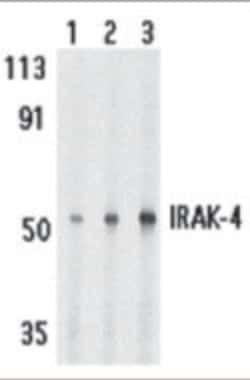 Invitrogen IRAK4 Polyclonal Antibody 100 &mu;g; Unconjugated:Antibodies,