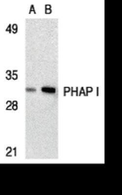 Invitrogen PHAP I Polyclonal Antibody 100 &mu;g | Buy Online | Invitrogen&trade; | Fisher Scientific