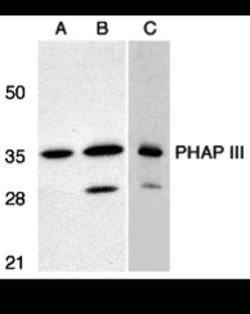 PHAP III Polyclonal Antibody 100 &mu;g | Buy Online | Invitrogen | Fisher Scientific