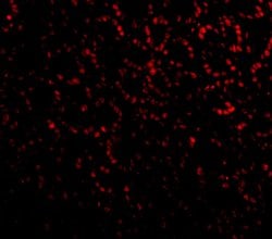 Invitrogen PHAP I Polyclonal Antibody 100 &mu;g; Unconjugated:Antibodies,