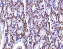 Invitrogen PHAP I Polyclonal Antibody 100 &mu;g; Unconjugated:Antibodies,