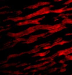 Invitrogen TIRAP Polyclonal Antibody 100 &mu;g; Unconjugated:Antibodies,