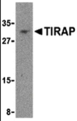 Invitrogen TIRAP Polyclonal Antibody 100 &mu;g; Unconjugated:Antibodies,