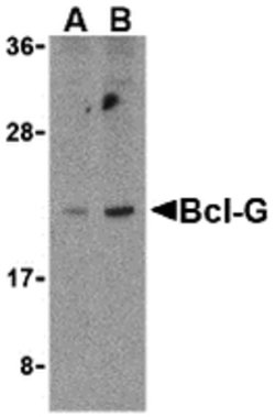 Bcl-G Polyclonal Antibody:Antibodies, Polyclonal