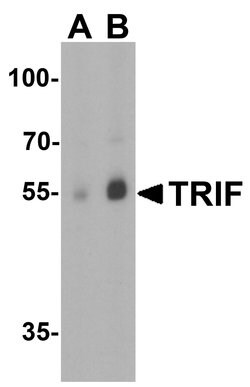 Invitrogen TRIF Polyclonal Antibody 100 &mu;g; Unconjugated:Antibodies,