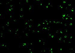 TICAM2 Polyclonal Antibody 100 &mu;g | Buy Online | Invitrogen | Fisher Scientific
