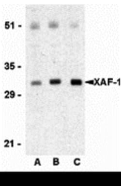 Invitrogen XAF1 Polyclonal Antibody 100 &mu;g; Unconjugated:Anticuerpos