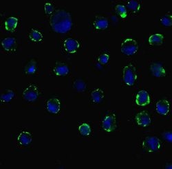 Invitrogen ACE2 Polyclonal Antibody 100 &mu;g; Unconjugated:Antibodies,