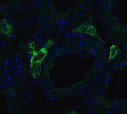 Invitrogen ACE2 Polyclonal Antibody 100 &mu;g; Unconjugated:Antibodies,