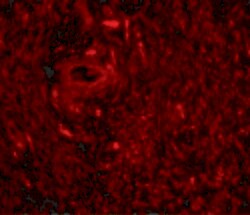 Invitrogen TRIM5 gamma Polyclonal Antibody 100 &mu;g | Buy Online | Invitrogen&trade; | Fisher Scientific