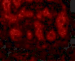 Invitrogen TRIM5 alpha Polyclonal Antibody 100 &mu;g; Unconjugated:Antibodies,