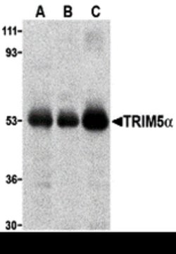 Invitrogen TRIM5 alpha Polyclonal Antibody 100 &mu;g; Unconjugated:Antibodies,