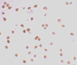 Invitrogen TLR7 Polyclonal Antibody 100 &mu;g; Unconjugated:Antibodies,