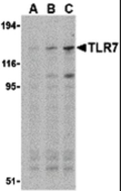 Invitrogen TLR7 Polyclonal Antibody 100 &mu;g; Unconjugated:Antibodies,