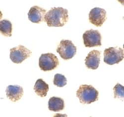 Invitrogen TLR11 Polyclonal Antibody 100 &mu;g; Unconjugated:Antibodies