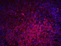 Invitrogen MD-2 Polyclonal Antibody 100 &mu;g | Buy Online | Invitrogen&trade; | Fisher Scientific