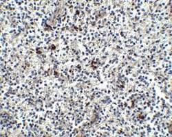 Invitrogen MD-2 Polyclonal Antibody 100 &mu;g | Buy Online | Invitrogen&trade; | Fisher Scientific