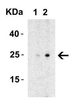 Invitrogen MD-2 Polyclonal Antibody 100 &mu;g | Buy Online | Invitrogen&trade; | Fisher Scientific