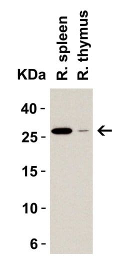 Invitrogen MD-2 Polyclonal Antibody 100 &mu;g | Buy Online | Invitrogen&trade; | Fisher Scientific