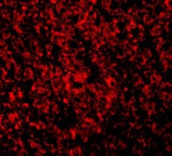 Invitrogen ARMER Polyclonal Antibody 100 &mu;g; Unconjugated:Antibodies,