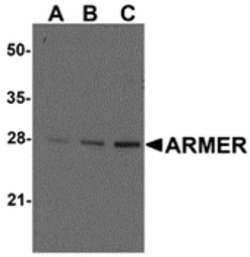 Invitrogen ARMER Polyclonal Antibody 100 &mu;g; Unconjugated:Antibodies,