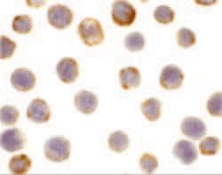 Invitrogen DAD1 Polyclonal Antibody 100 &mu;g; Unconjugated:Antibodies,