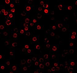Invitrogen DAD1 Polyclonal Antibody 100 &mu;g; Unconjugated:Antibodies,