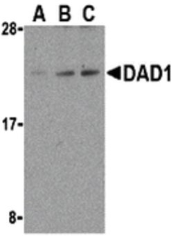Invitrogen DAD1 Polyclonal Antibody 100 &mu;g; Unconjugated:Antibodies,