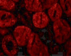 Invitrogen XIAP Polyclonal Antibody 100 &mu;g | Buy Online | Invitrogen&trade; | Fisher Scientific