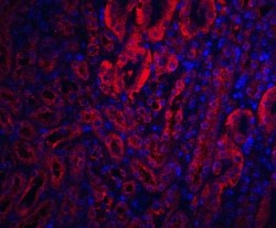 Invitrogen XIAP Polyclonal Antibody 100 &mu;g | Buy Online | Invitrogen&trade; | Fisher Scientific