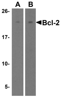 Invitrogen Bcl-2 Polyclonal Antibody 100 &mu;g; Unconjugated:Antibodies,