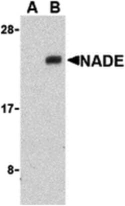 Invitrogen NADE Polyclonal Antibody 100 &mu;g; Unconjugated:Antibodies,