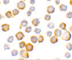 Invitrogen SIGIRR Polyclonal Antibody 100 &mu;g; Unconjugated:Antibodies,