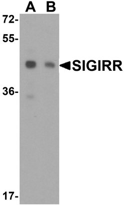 Invitrogen SIGIRR Polyclonal Antibody 100 &mu;g; Unconjugated:Antibodies,
