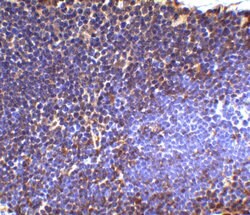 Invitrogen UBC13 Polyclonal Antibody 100 &mu;g; Unconjugated:Antibodies,