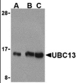 Invitrogen UBC13 Polyclonal Antibody 100 &mu;g; Unconjugated:Antibodies,