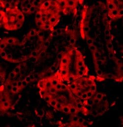 Invitrogen IRF3 Polyclonal Antibody 100 &mu;g; Unconjugated:Antibodies,