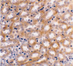 Invitrogen IRF3 Polyclonal Antibody 100 &mu;g; Unconjugated:Antibodies,