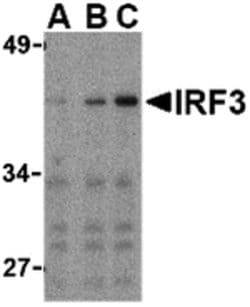 Invitrogen IRF3 Polyclonal Antibody 100 &mu;g; Unconjugated:Antibodies,