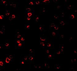 Invitrogen IRF3 Polyclonal Antibody 100 &mu;g | Buy Online | Invitrogen&trade; | Fisher Scientific