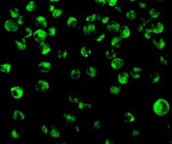 Invitrogen IRF8 Polyclonal Antibody 100 μg; Unconjugated:Antibodies,