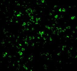 Invitrogen XAF1 Polyclonal Antibody 100 &mu;g; Unconjugated:Antibodies,