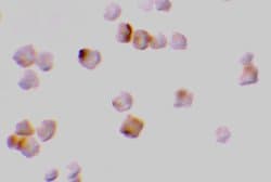 Caspase 2 Polyclonal Antibody:Antibodies, Polyclonal