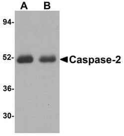 Caspase 2 Polyclonal Antibody:Antibodies, Polyclonal