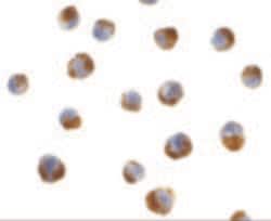 Invitrogen Caspase 5 Polyclonal Antibody 100 &mu;g | Buy Online | Invitrogen&trade; | Fisher Scientific